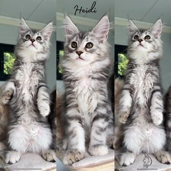 Maine Coon s PP Mainská myvalia