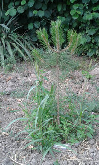 Borovica čierna ihličňan