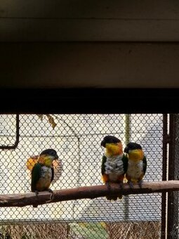 Amazonik čiernotemenny