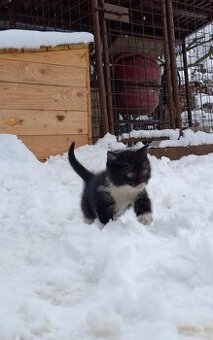 Darujem mačiatka - 1