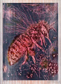 Andrej Dubravsky - Velka vcela 5/11