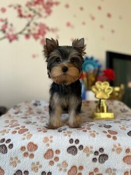 Yorkshire terrier, jorkšírsky teriér s PP FCI