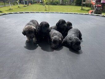 Šteniatka labradora