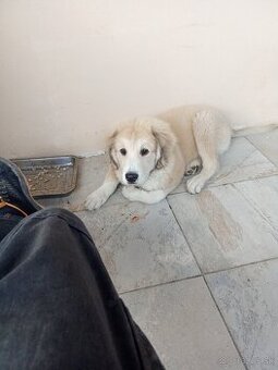 Čuvač a.kangal