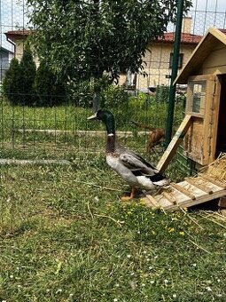 INDICKÉ BEŽCE