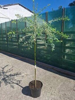 Japonská vŕba - HAKURO Nishiki