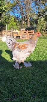 Kohutiky Brahmanky, Leghorn Kohutiky