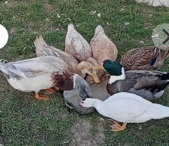 Saska kacka , ruanska kacka, činska kacka