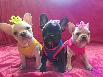 🐾 Na predaj šteniatka francúzskeho buldočka 🐾
