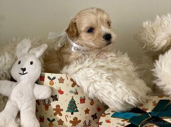 Šteniatka maltipoo na predaj, cavapoo toy pudel