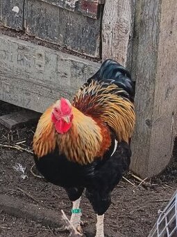 wyandotka oranžová vlnitá zdrobnelá