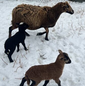 Predám Kamerunskú ovcu s dvoma jahňatami