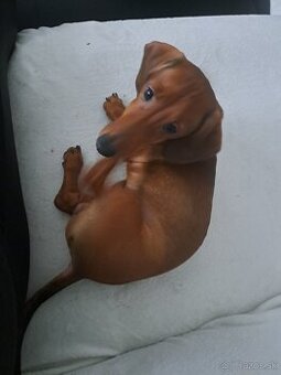 Predám krátkosrstý Jazvecik