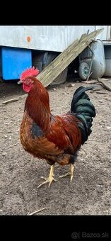 Predám kohútov