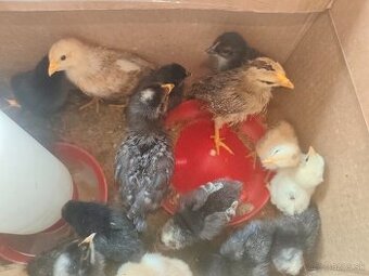 Kuriatka týždňové