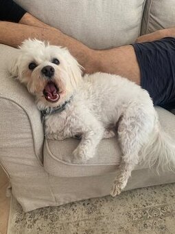 Maltezak hlada lasku (na krytie)