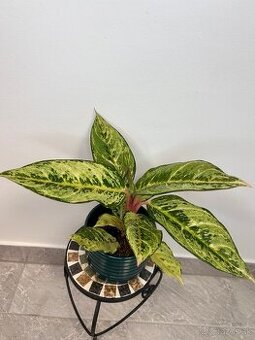 Aglaonema Chartreuse Pretty