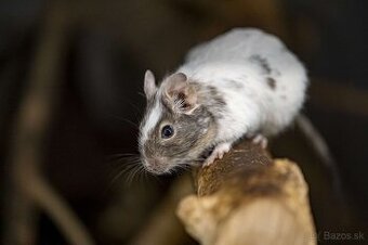 Osmak degu