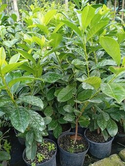 Vavrinovec NOVITA 70-80cm