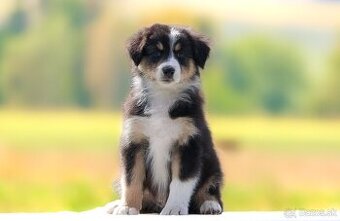 Austrálsky ovčiak s pp