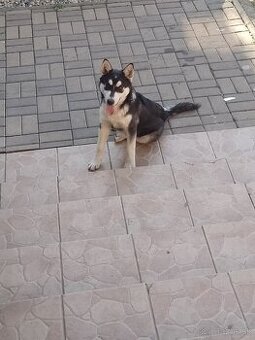 Sibírsky husky