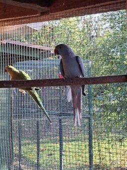 Alexander malý modrý PREDÁM/VYMENÍM