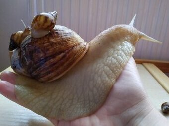 Darujem mláďatá Slimáka afrického