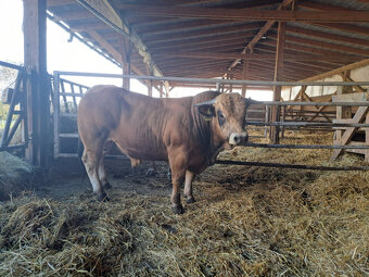 Plemenný býk Aubrac