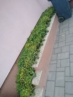 Ponúkame na predaj Imelo