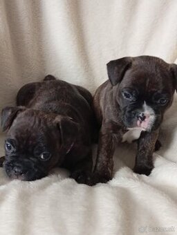 Francúzsky Buldoček