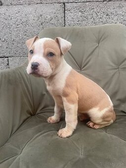 Americký stafordšírsky teriér, Amstaff