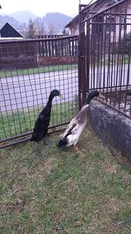 Indicky bežec, Indicke bežce