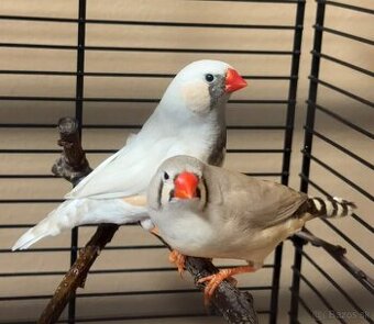 Párik zebričiek - predaj/výmena za pestúnku