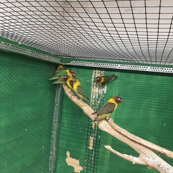 Predám agapornisy ružovohrdlé, škraboškové