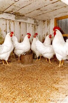 Nasadove vajcia Leghorn