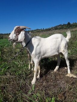 cap na pripuštaniepo