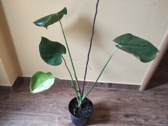 MONSTERA DELICIOSA