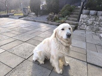 Zlatý retriever na predaj.