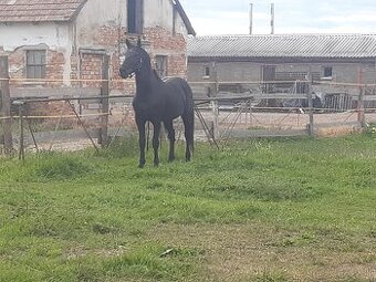 Predám koňa