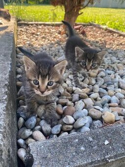 Darujem 3 rozkošné mačiatka – len do dobrých rúk 🐾