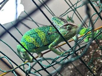 chameleony jemenské - 1