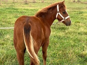 Appaloosa x quarter horse