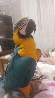 Ara ararauna