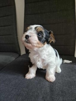 Yorkshire biewer, york, yorkshir terrier