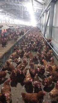 Nosnice mládky z dovozom