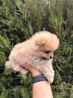 Špic pomeranian psík kremový - 1