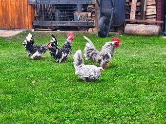 Liliputky kohútikovia