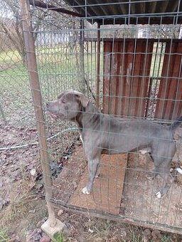 Americký stafordširsky terier