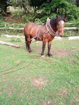 Predám ťažné zrebce