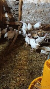 Predám mladé morky growlinske